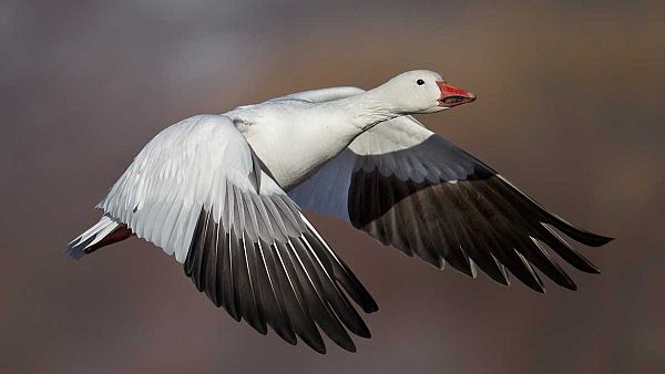 snow-goose