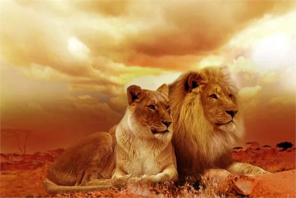 Venus in Leo lions
