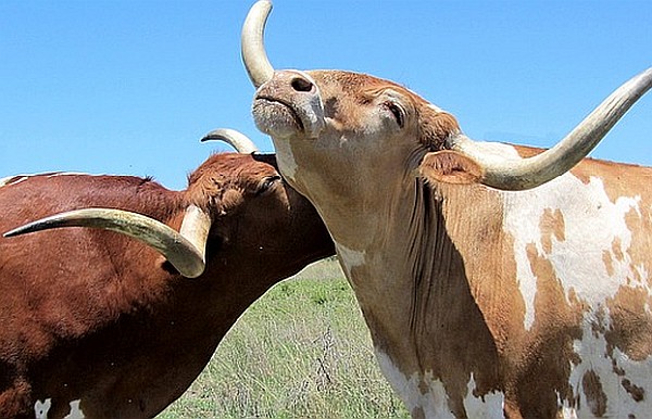 Uranus in Taurus in Relationships Uranus in Taurus in Relationships
