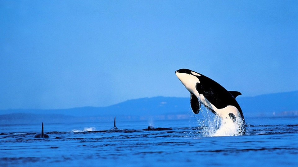 Orca blue
