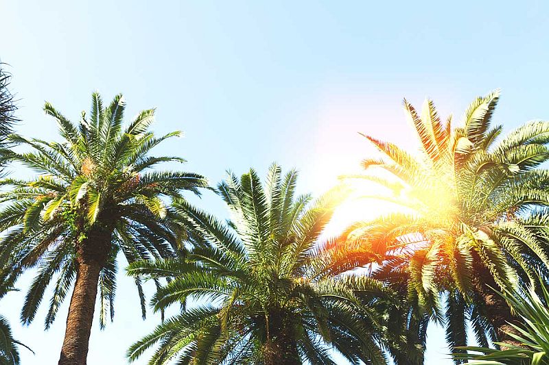 Summer Solstice 2017: 7 Astrological Traits to Know About Midsummer summer solstice 2017 astrotwins