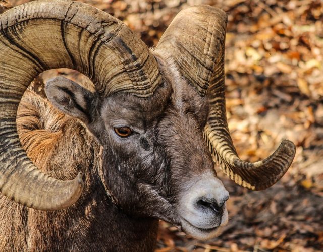 13th October 2019 21:09 UT: Full moon in 21st degree of Aries 13th October 2019 21:09 UT: Full moon in 21st degree of Aries
