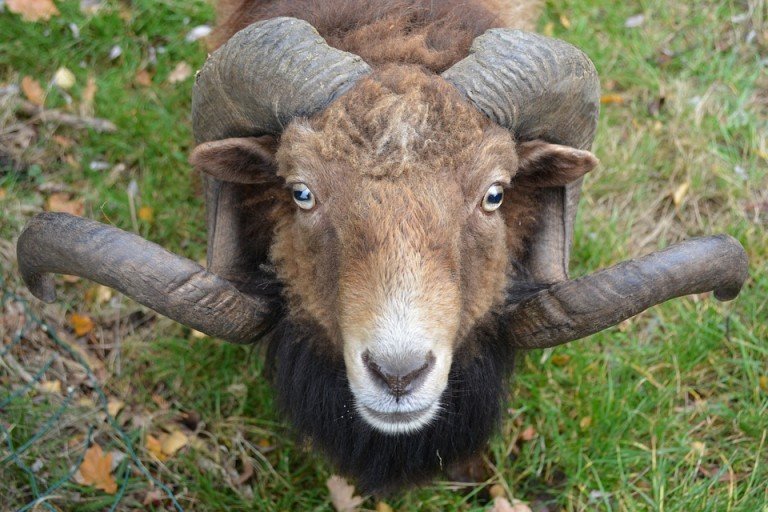 7th April 2016: New Moon in Aries aries-horns