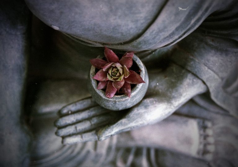 Current Trends: End of September/ Beginning of October 2016 buddha-star-flower