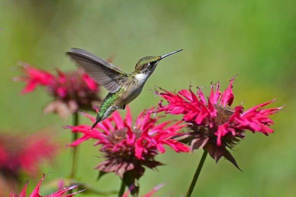 June 2018 Astro-Energy Report humming bird