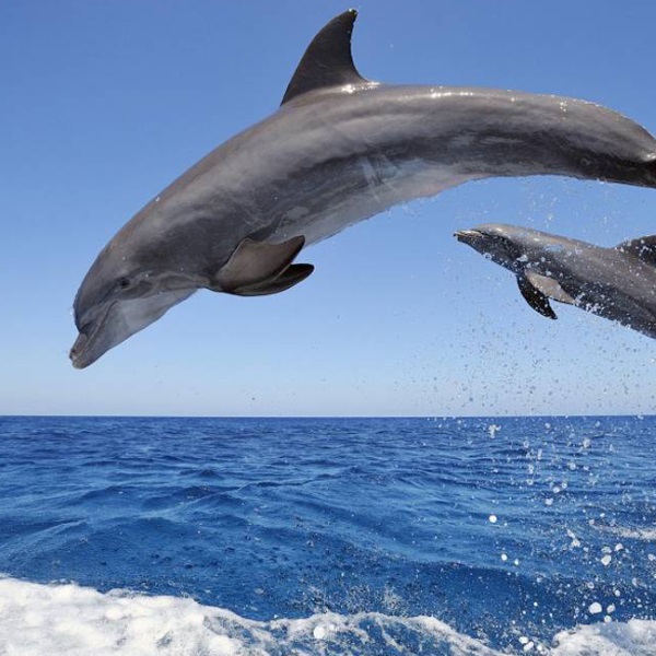 Liberating Your True Expression - Council of Radiant Light dolphins