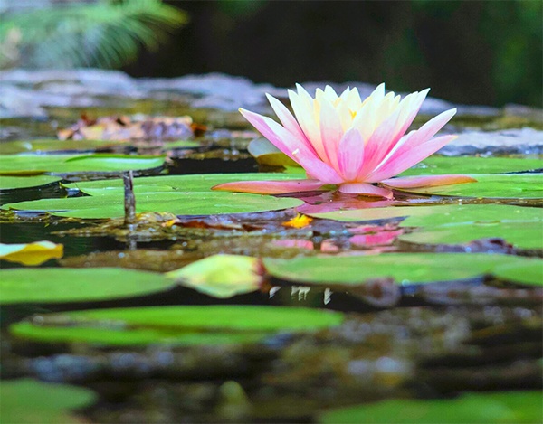 Initiating Oneness - Council of Radiant Light Initiating Oneness - Council of Radiant Light