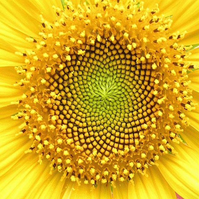 Discovering the Perfection of You - Council of Radiant Light perfection