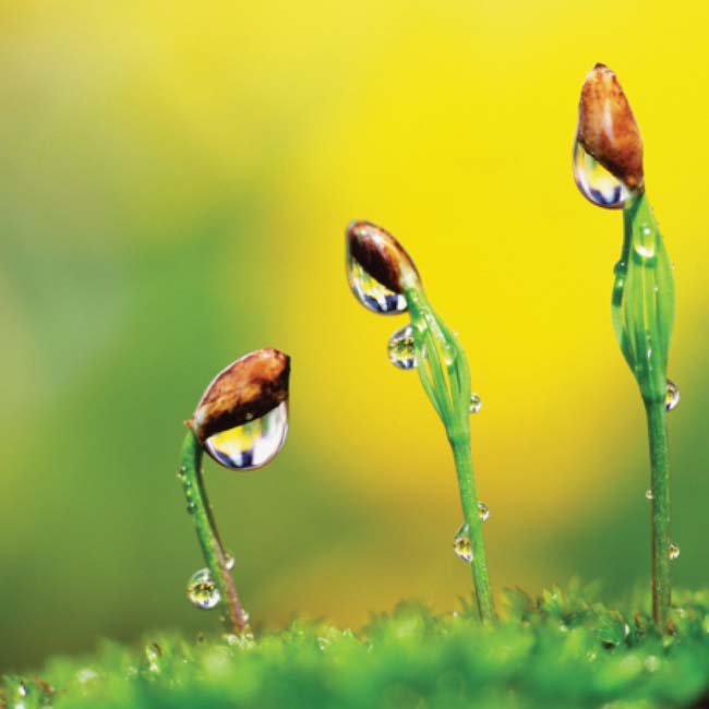 Reclaiming Your True Foundation - Council of Radiant Light reclaiming