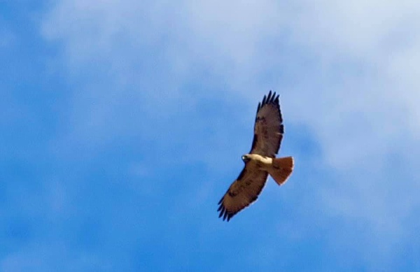 Red Tailed Hawk