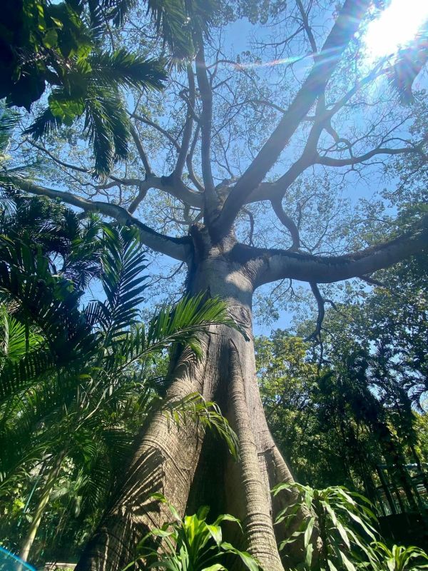 Star Elders: Tree of Life Creation Story Star Elders: Tree of Life Creation Story