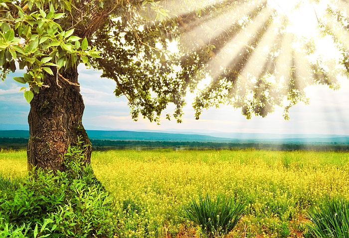 CoCreating The Template For The Divine Plan In 2021 CoCreating The Template For The Divine Plan In 2021
