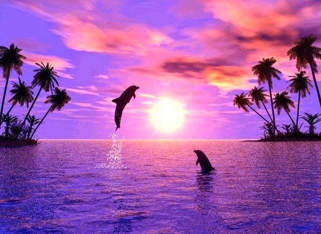 dolphins-jump-for-joy