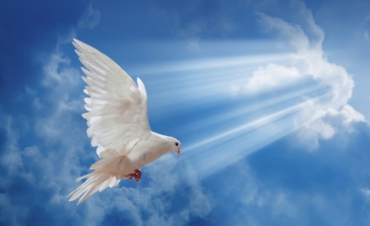 peace-dove-in-blue-sky