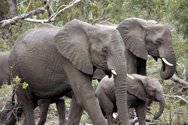 December Monthly Message and 2022 Wrap Up: Elephant in the Room December Monthly Message and 2022 Wrap Up: Elephant in the Room