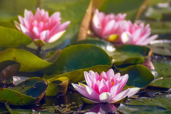 March Monthly Message: From the Mud Rises the Lotus March Monthly Message: From the Mud Rises the Lotus