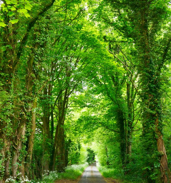 The Healing Power Of Nature The Healing Power Of Nature