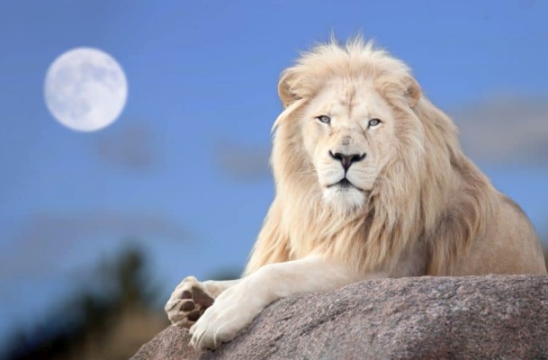 2021 Lions Gate : The Emergence of the New Earth Human - Archangel Michael 2021 Lions Gate : The Emergence of the New Earth Human - Archangel Michael