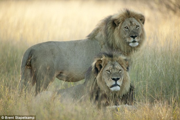 The Path of the Lion Heart : A Sacred Adventure in Africa cecilandjericho