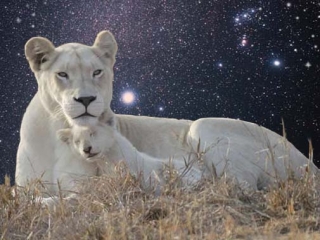 sm star lioness sirius