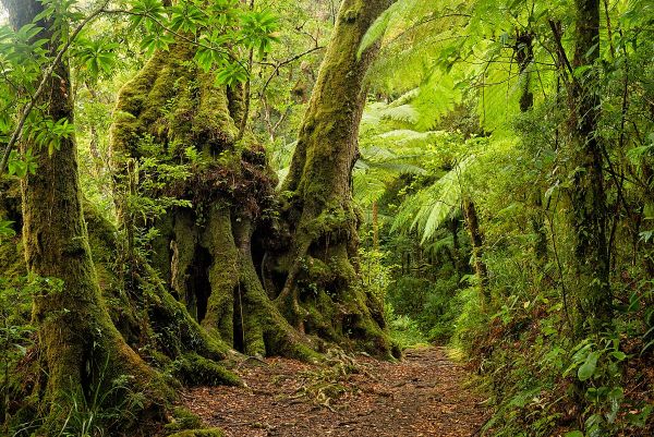 The Great Tree Soul: We Empower All People! The Great Tree Soul: We Empower All People!