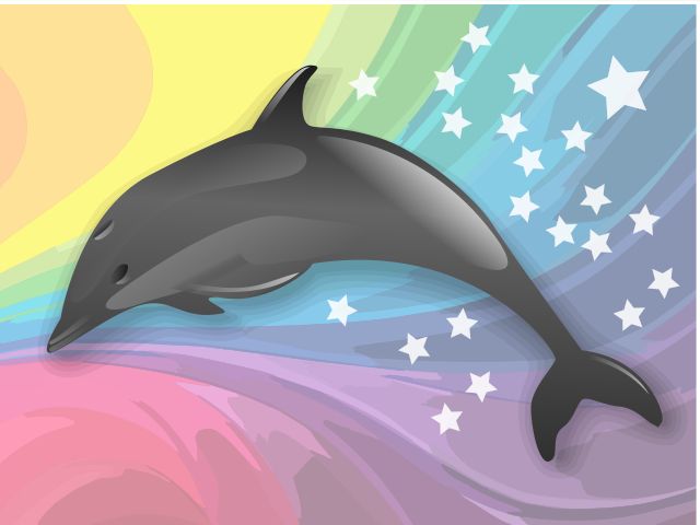 dolphin rainbow