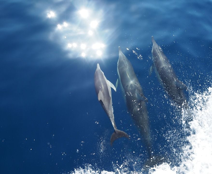 Next Stage of Ascension: A New Perception for All - The Rainbow Dolphins of Lemuria rainbow-dolphins