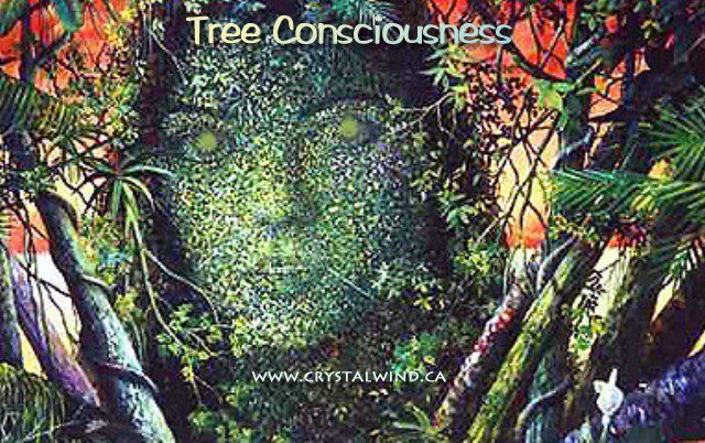 Co-Creating Ascension with the Trees by Tree Consciousness tree consciousness