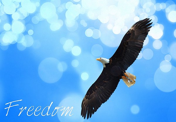 Channeled Message ~ Freedom