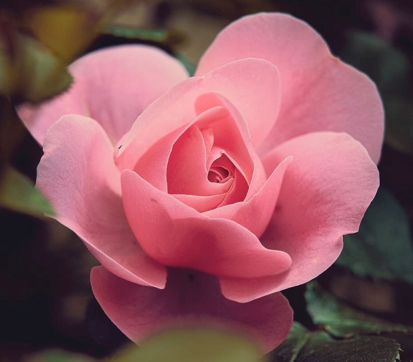 Allow Them to Bloom Allow Them to Bloom