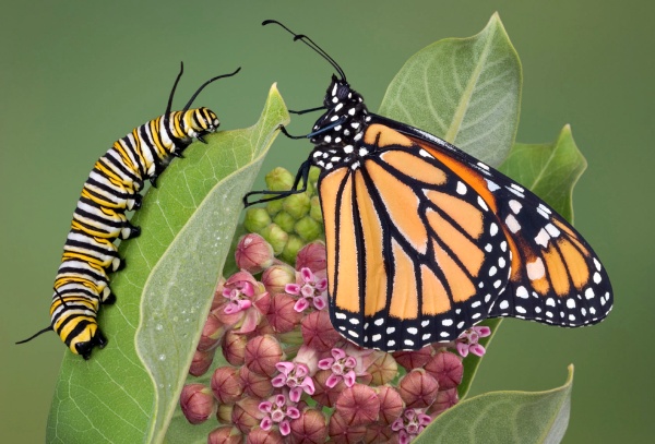 Channeled Message: You’re a Butterfly, Not a Caterpillar