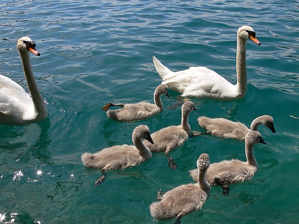 Odd Duckling or Beautiful Swan? Odd Duckling or Beautiful Swan?