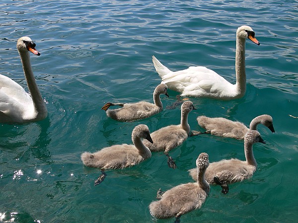 Odd Duckling or Beautiful Swan?