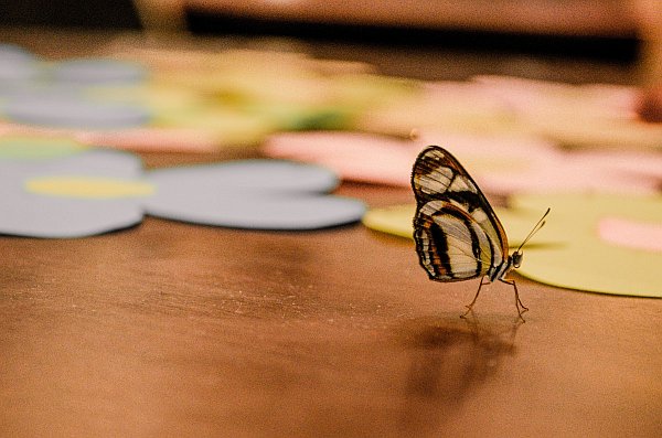 The Evolution of Perception and Fear The Evolution of Perception and Fear