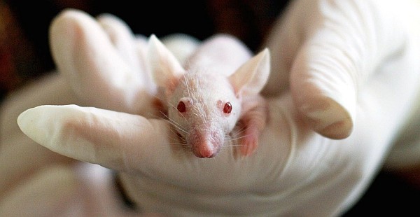 animal testing and experimentation