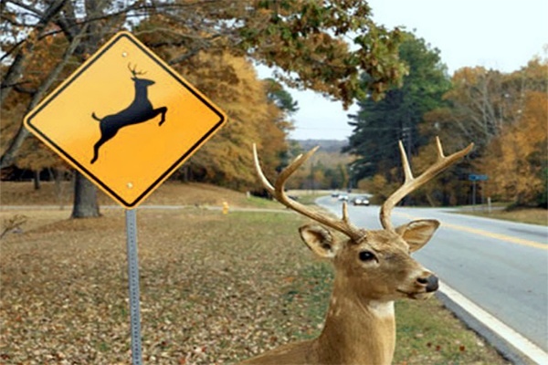 deer1crossing