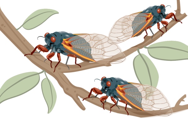 Teachings of Cicadas