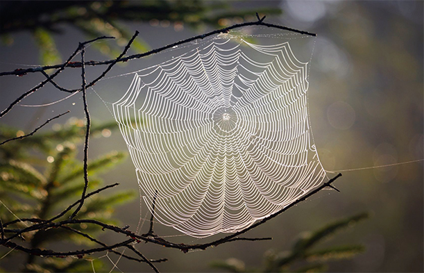 Teachings of Spider Woman