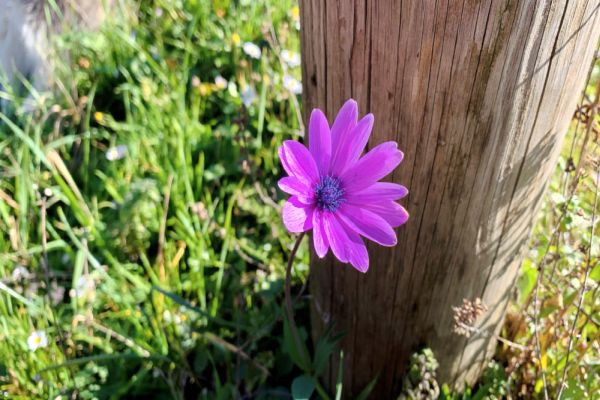 5 Beautiful Ways to Cultivate Gratitude and Foster Genuine Joy 5 Beautiful Ways to Cultivate Gratitude and Foster Genuine Joy
