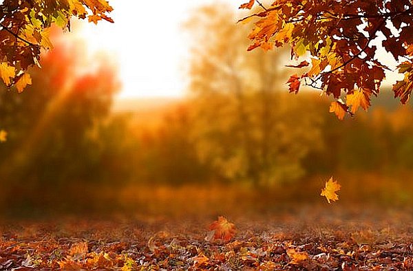 5 Affirmations for Embracing Fall