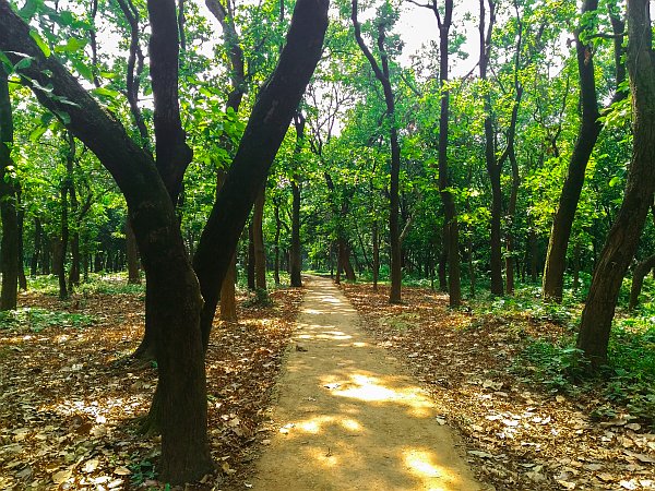 Trees in Summer