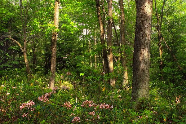 Trees in Summer