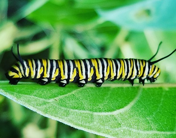 A Monarch caterpillar