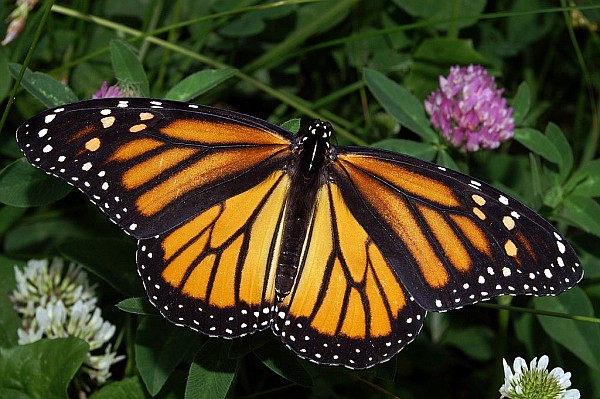 A Monarch Butterfly A Monarch Butterfly