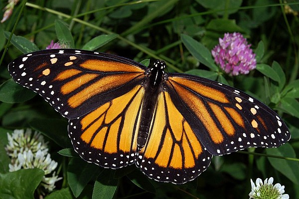 A Monarch Butterfly