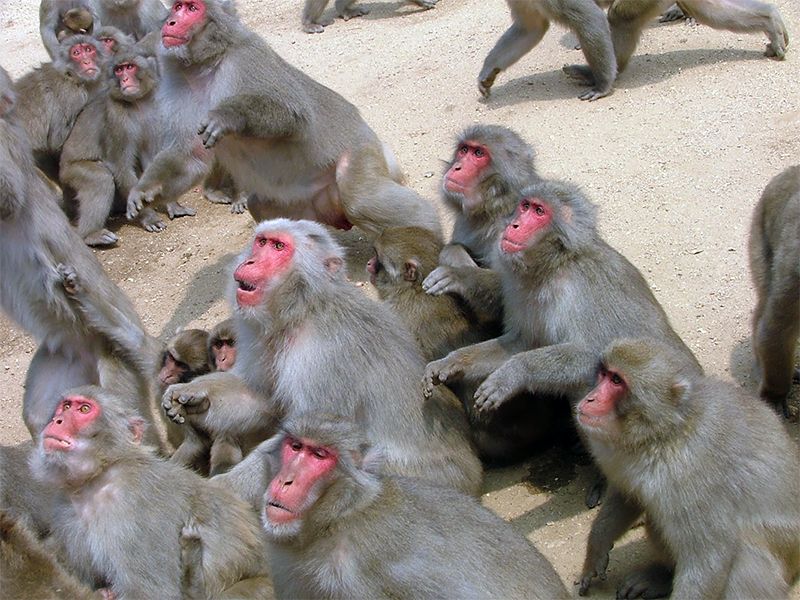 How the Hundredth Monkey Effect Works monkeys