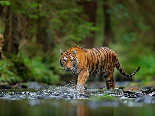 The Path of the Good Tiger