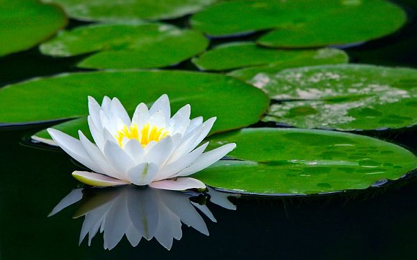 water-lilly