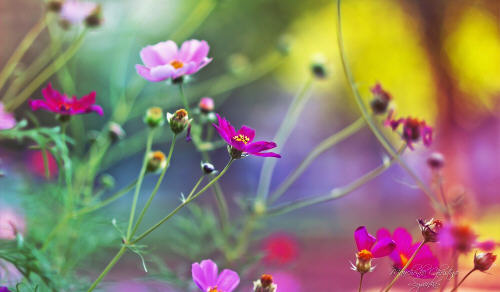 beautiful-garden-of-spring-flowers