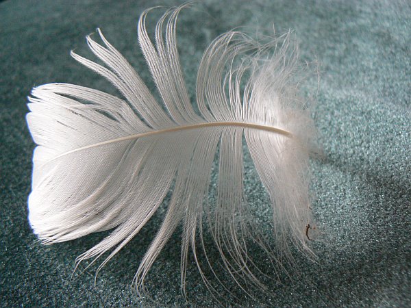 Feather